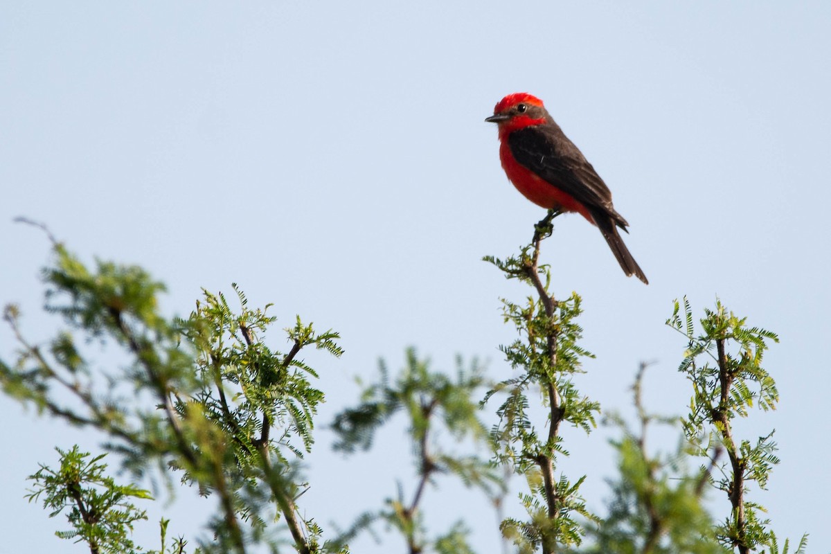 Красный мухолов - ML646543394