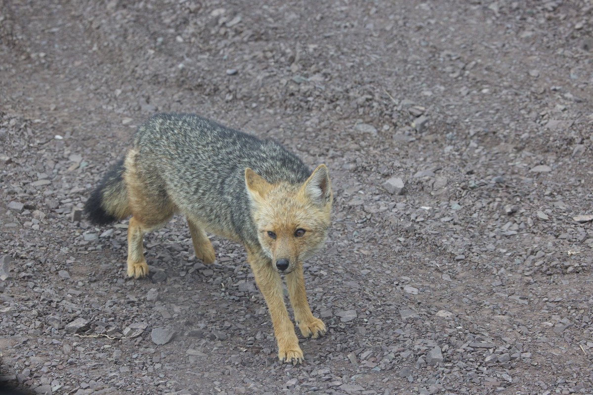 Culpeo - ML646543396