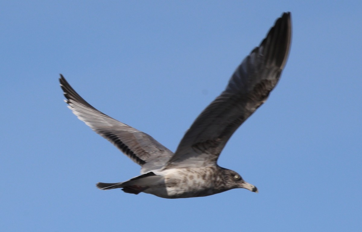 gull sp. - ML646543397