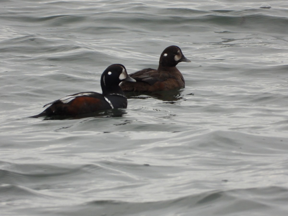 Harlequin Duck - ML646543401