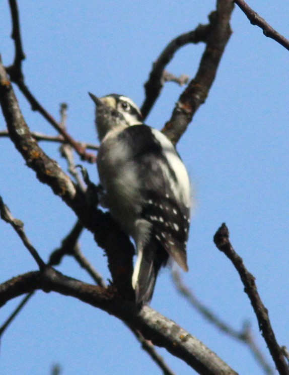 dunspett - ML646543406