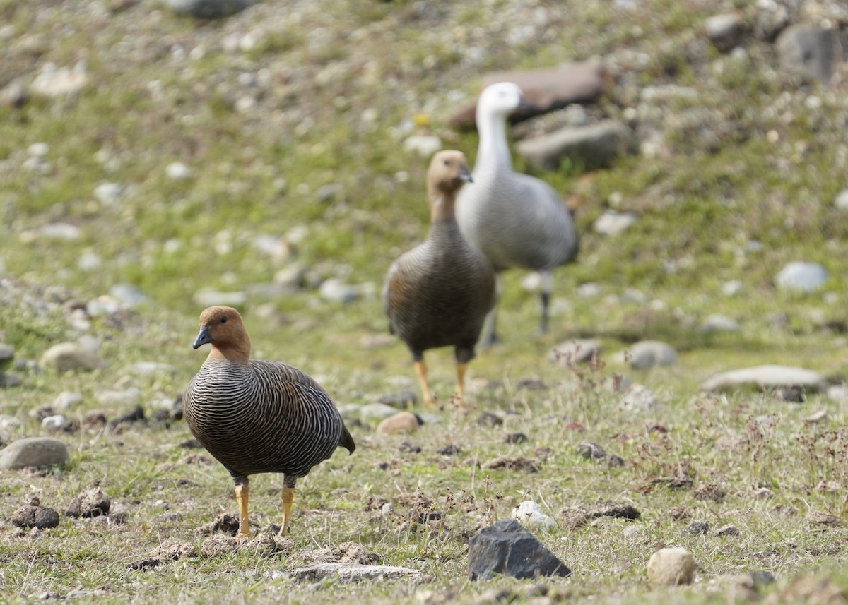 sebragås (Bar-breasted) - ML646543411