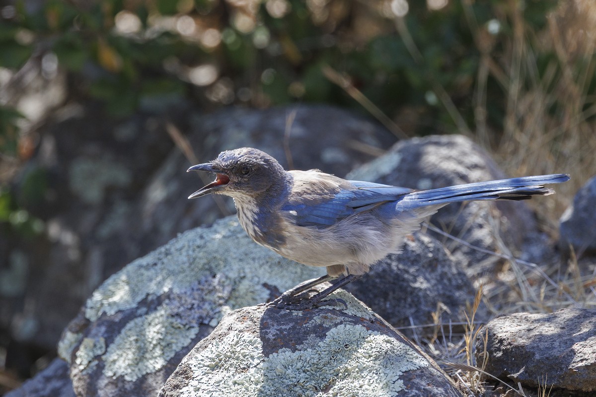 krattskrike - ML646543412