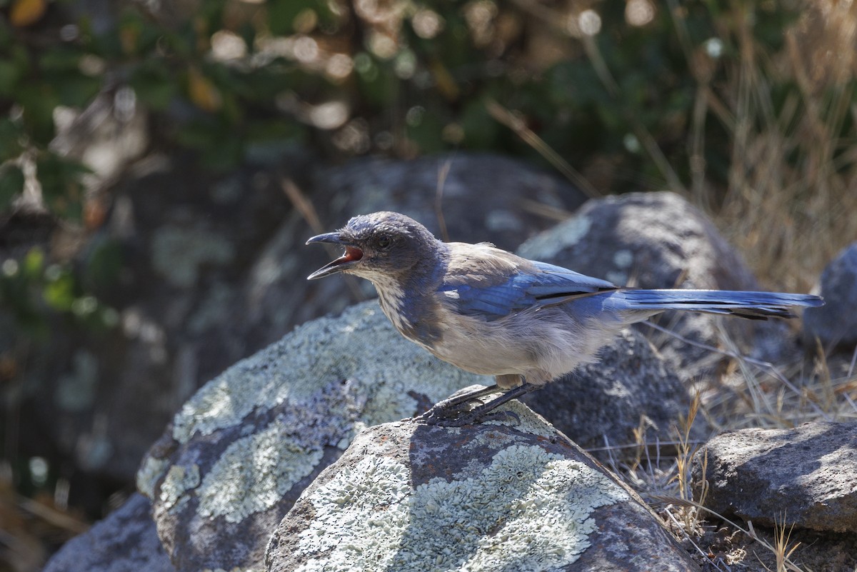 krattskrike - ML646543413