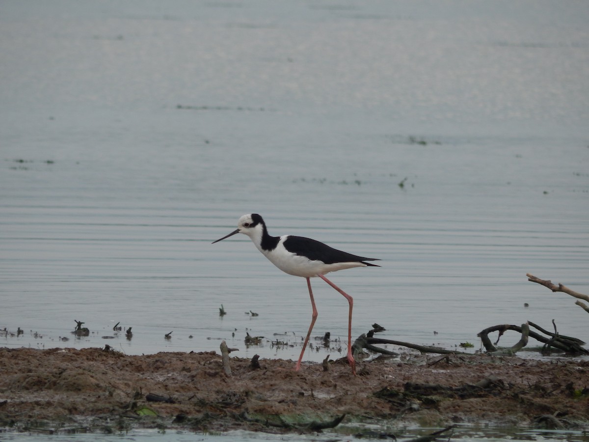 Schwarznacken-Stelzenläufer - ML646543415