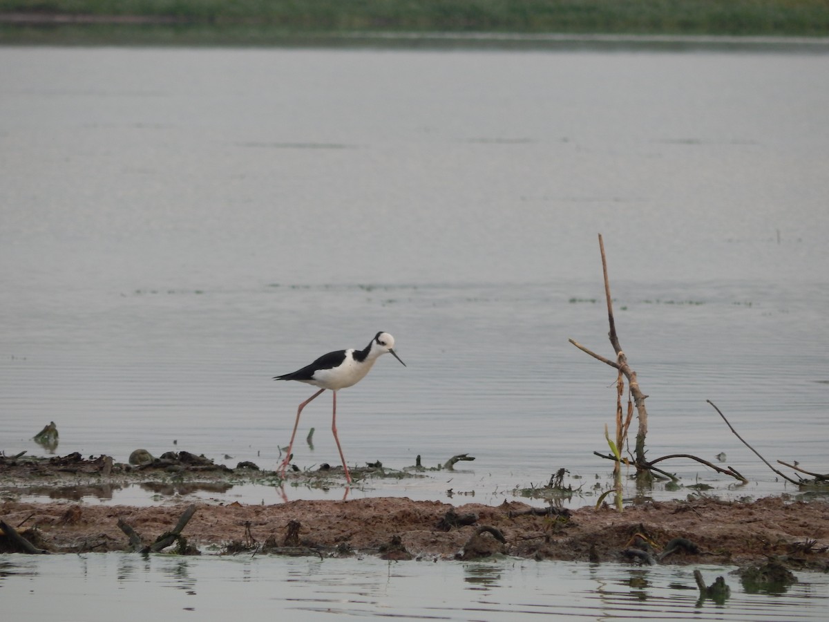 Schwarznacken-Stelzenläufer - ML646543416