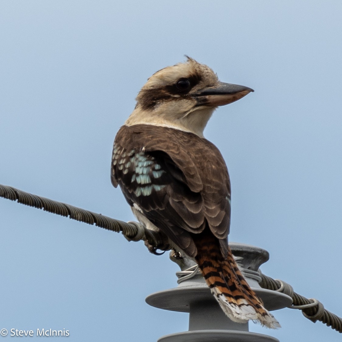 latterkokaburra - ML646543419