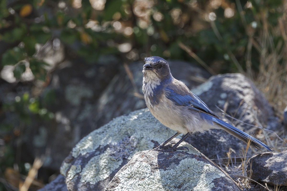 sojka západní - ML646543421