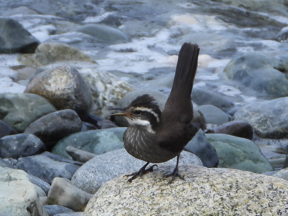 stripebergkall - ML646543422