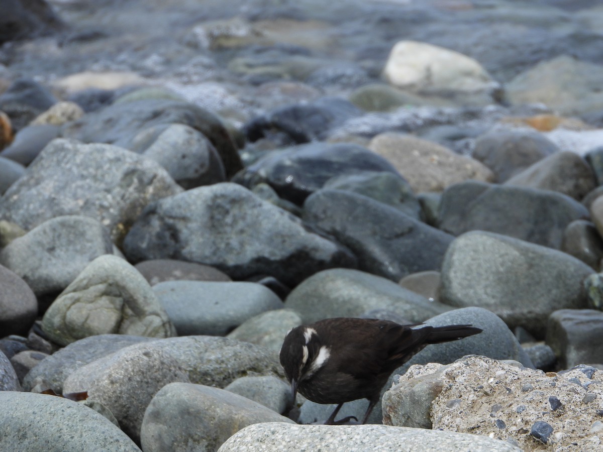 stripebergkall - ML646543423