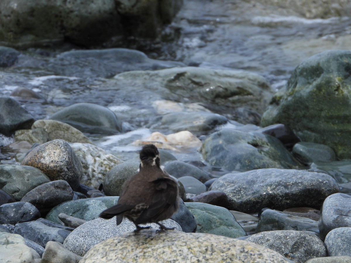 stripebergkall - ML646543424