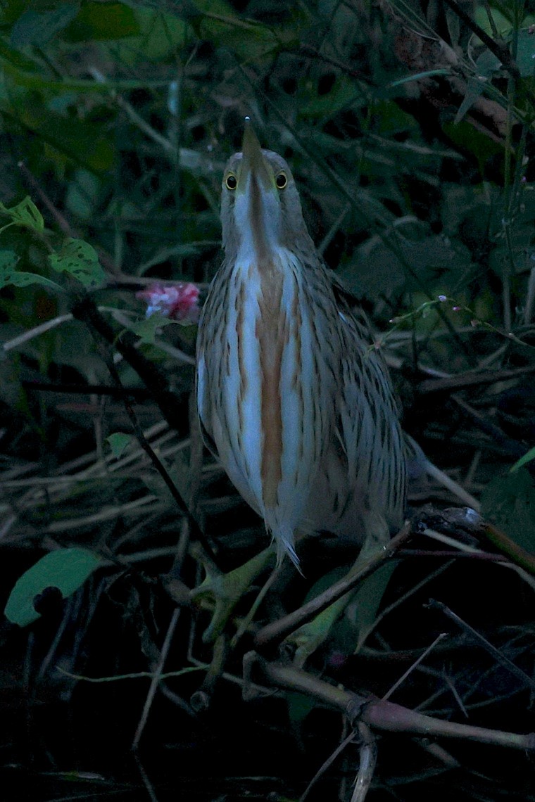 okerrørdrum - ML646543425