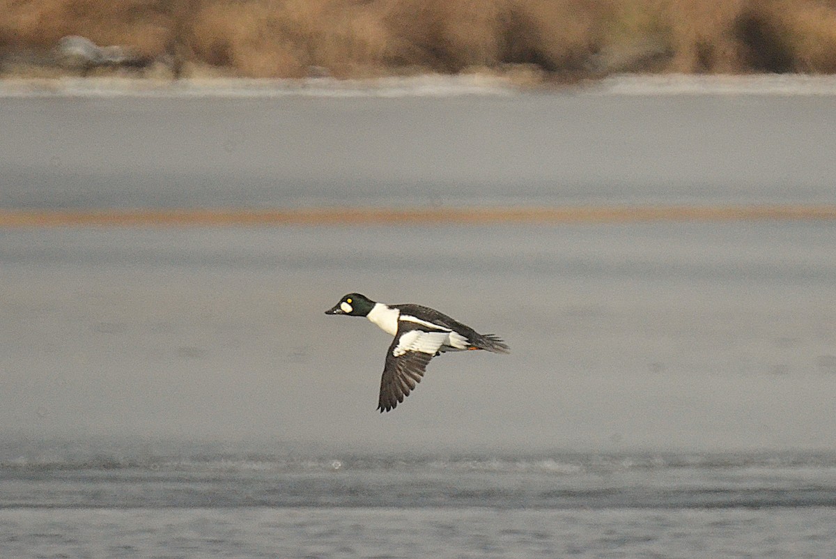 kvinand - ML646543426