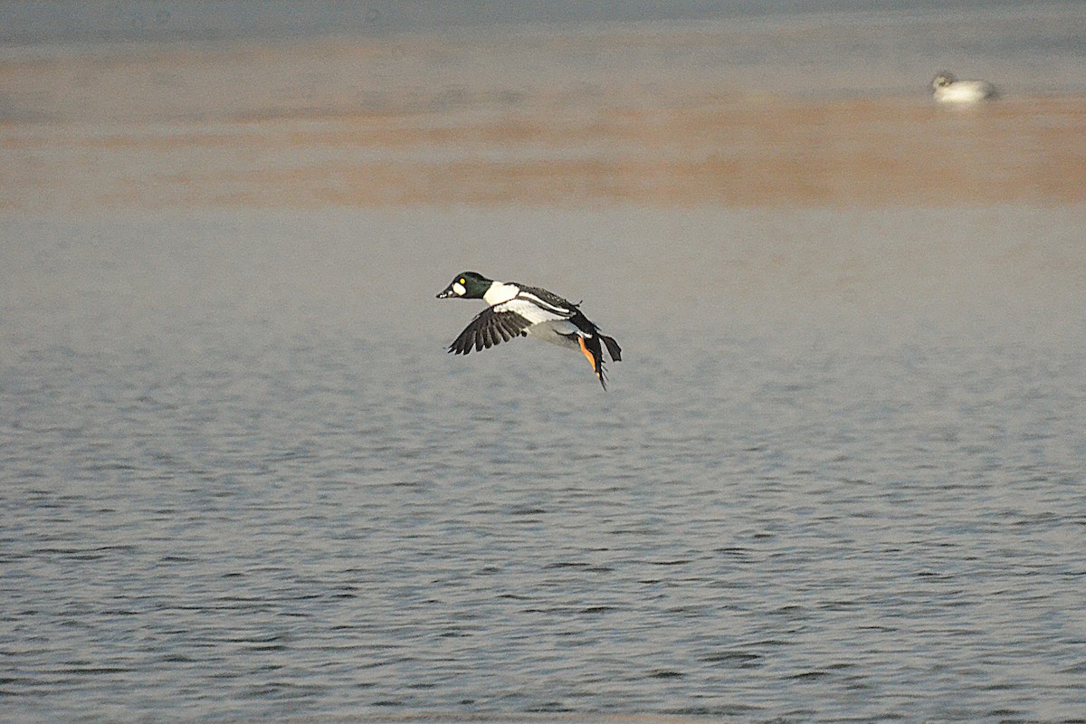 kvinand - ML646543427