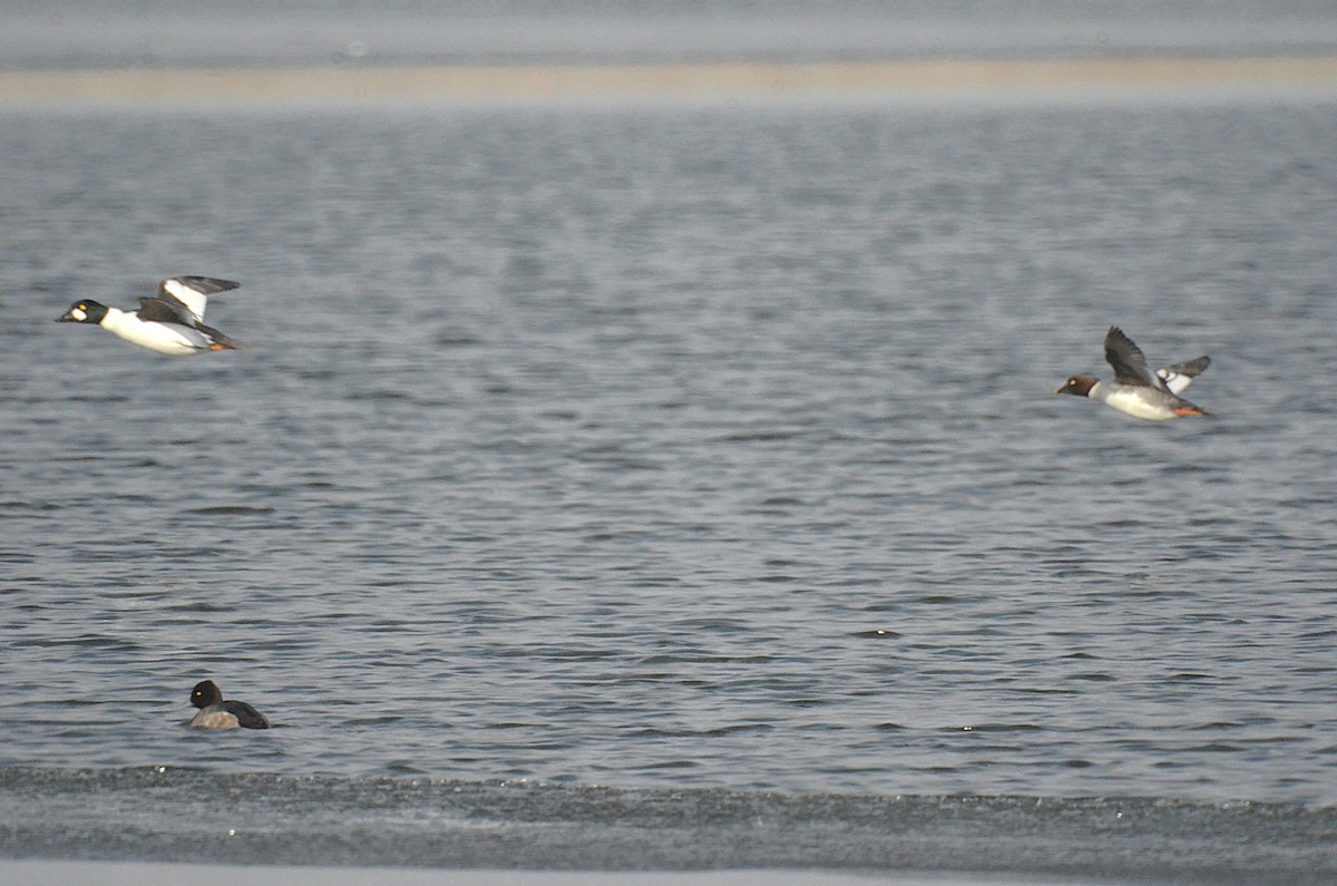 kvinand - ML646543428