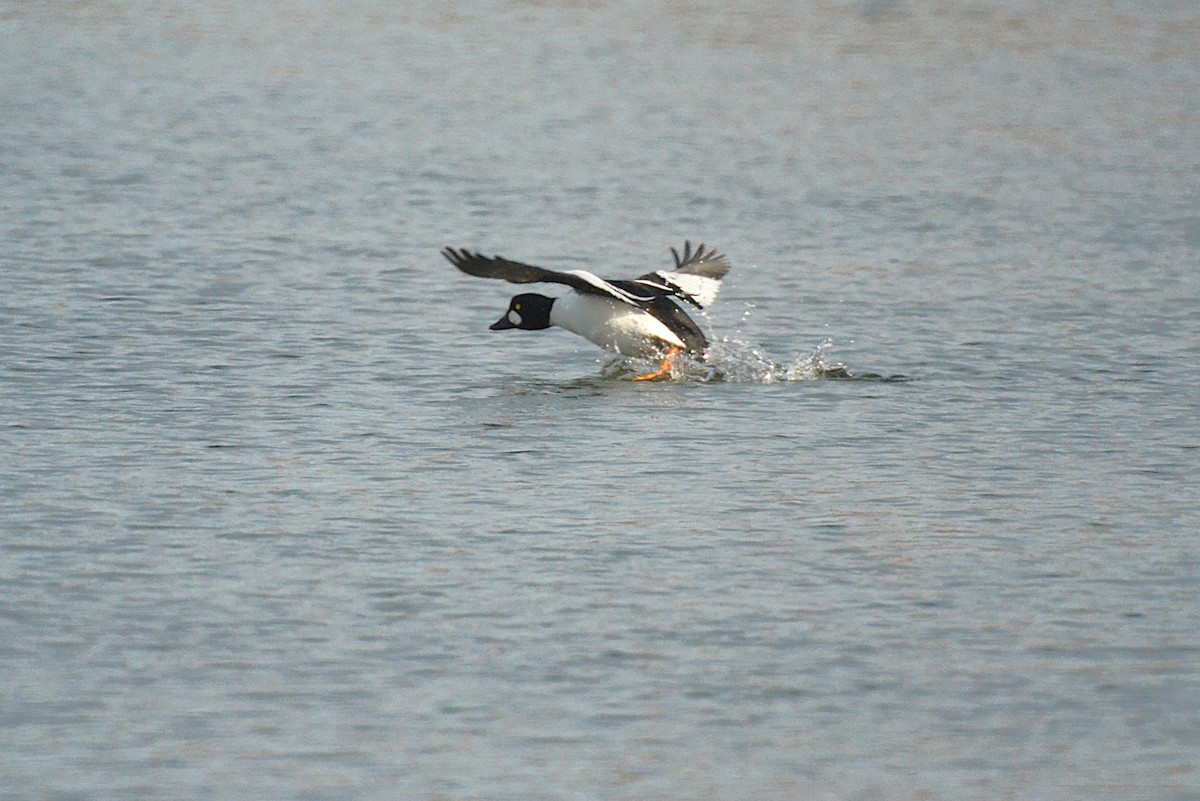 kvinand - ML646543429