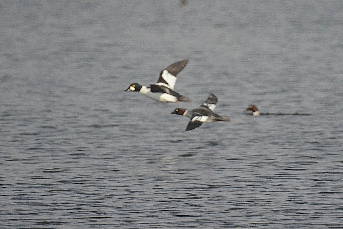 kvinand - ML646543430