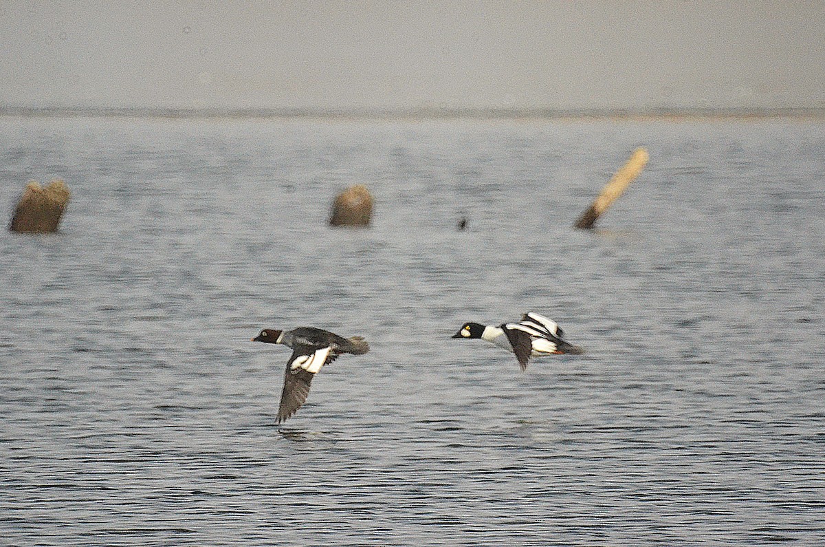 kvinand - ML646543431