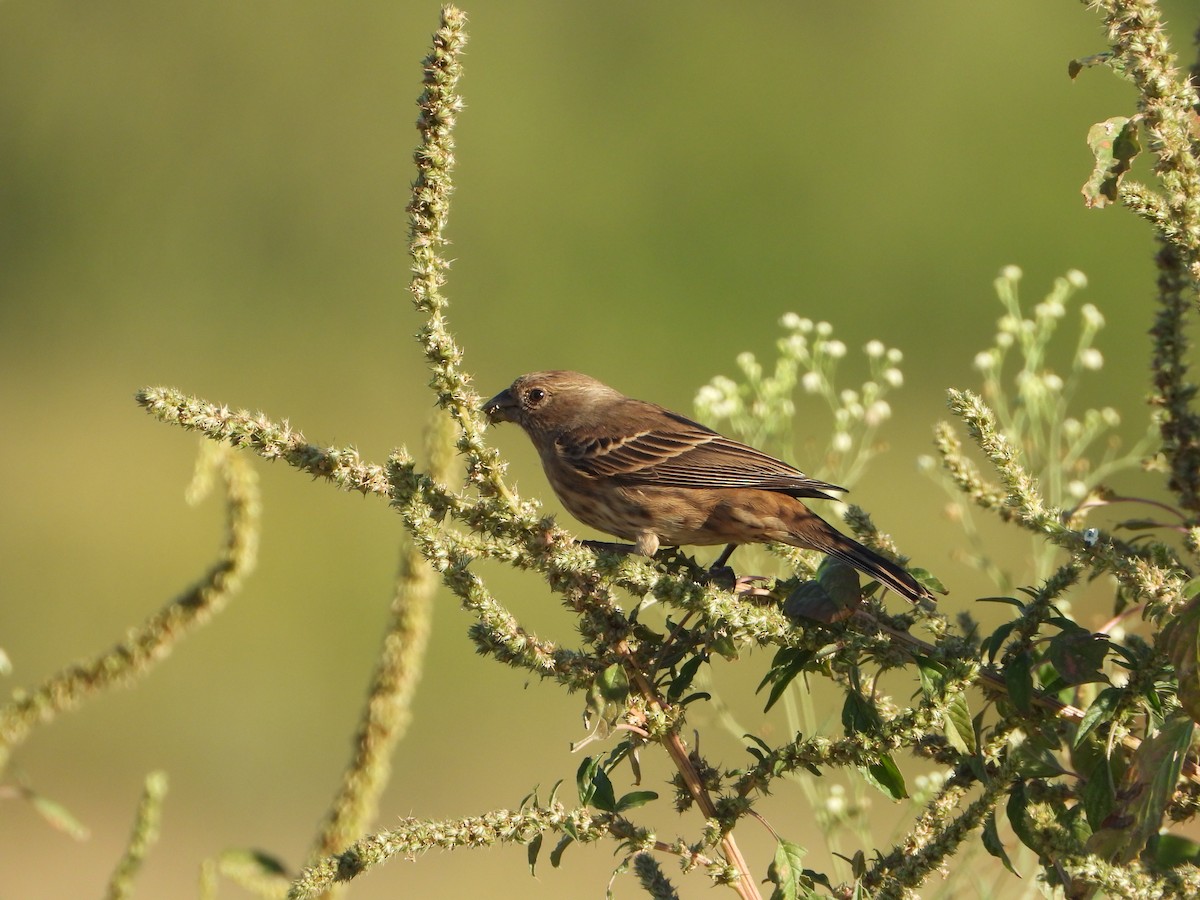 husrosenfink - ML646543433