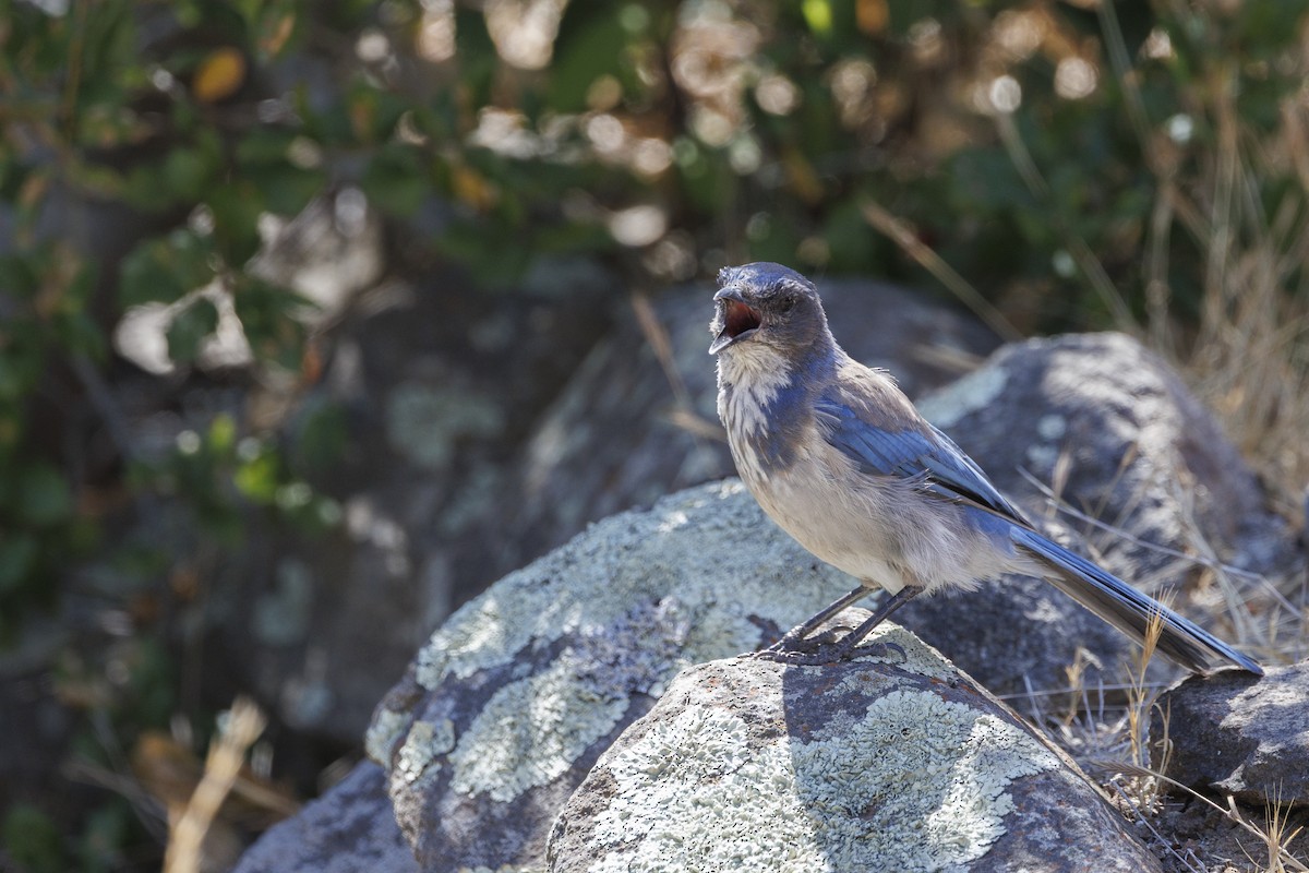 sojka západní - ML646543434