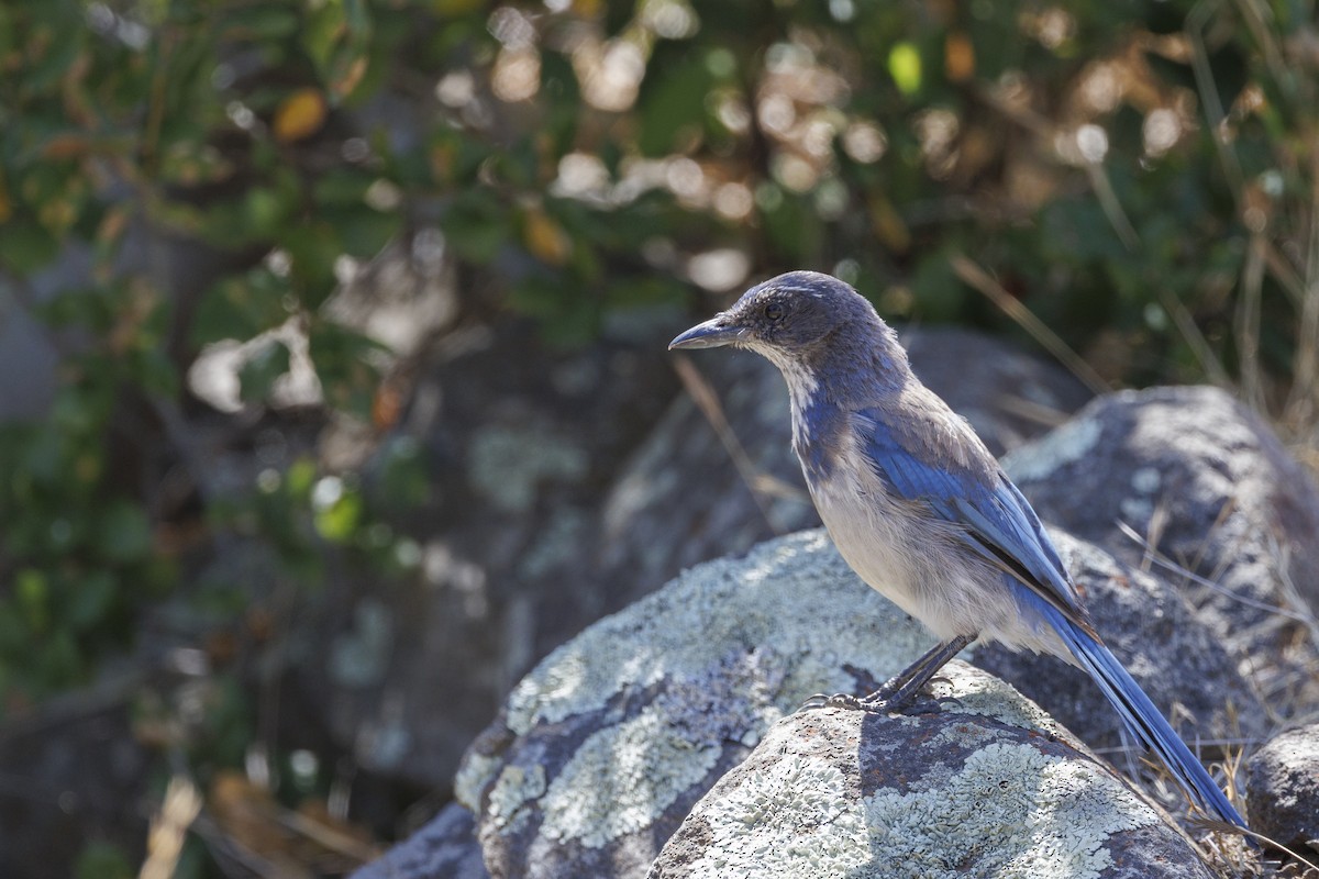 sojka západní - ML646543440