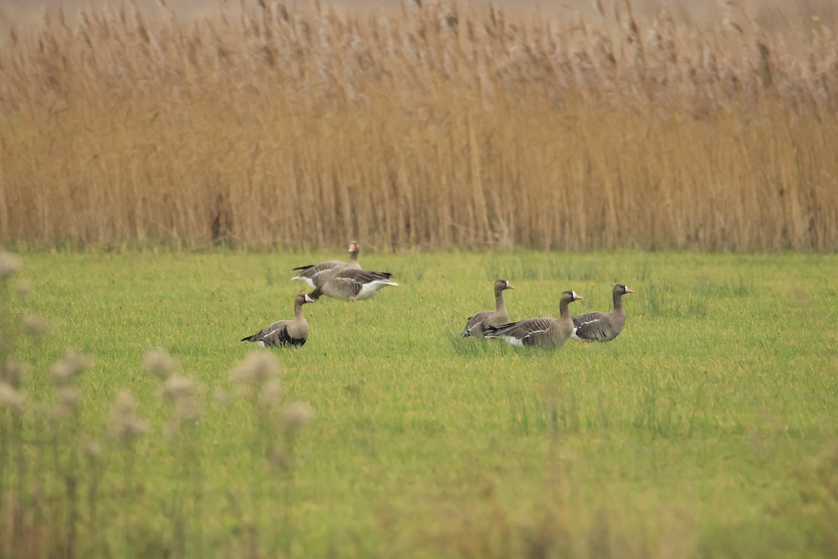 tundragås - ML646543441