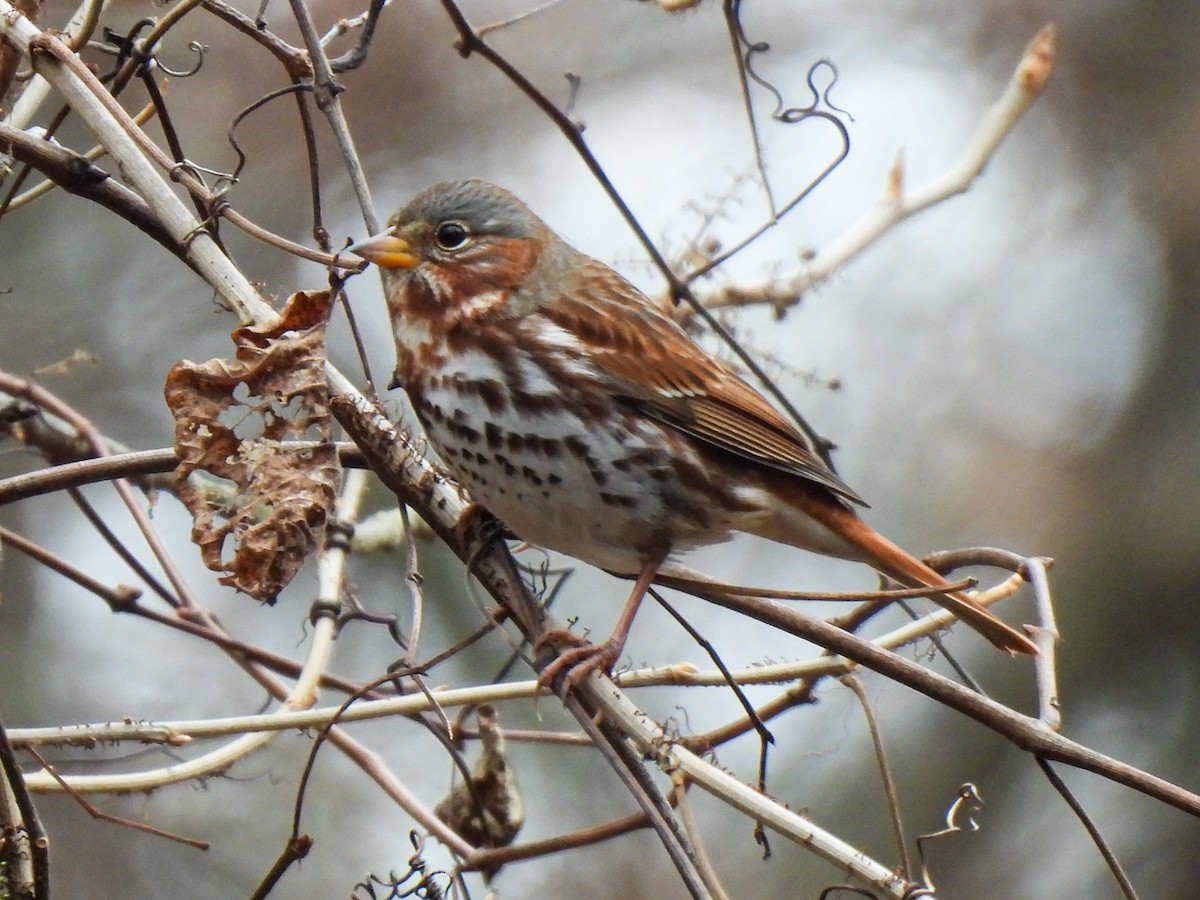 revespurv (iliaca/zaboria) (kanadarevespurv) - ML646543443