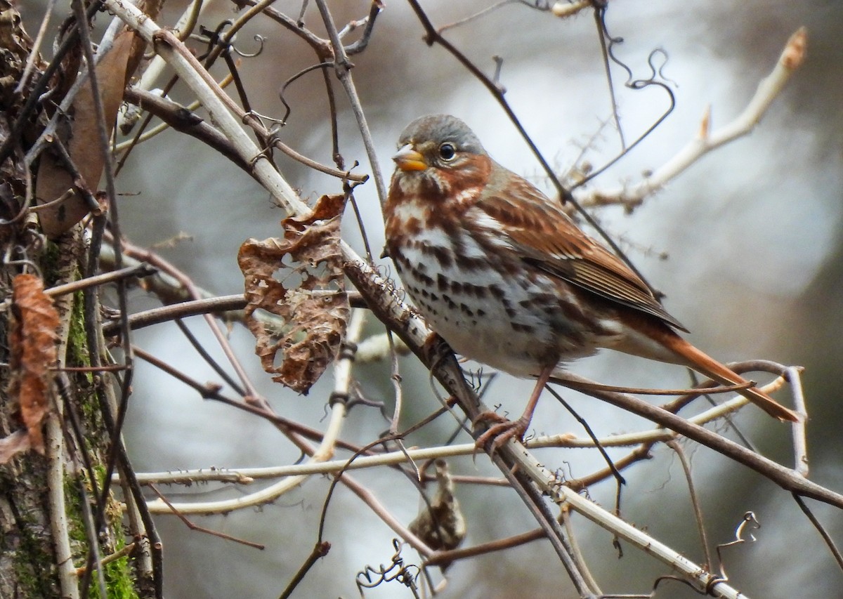 revespurv (iliaca/zaboria) (kanadarevespurv) - ML646543444