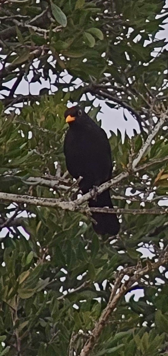 Eurasian Blackbird - ML646543445