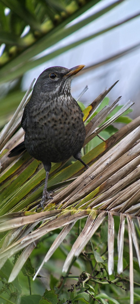 Eurasian Blackbird - ML646543446
