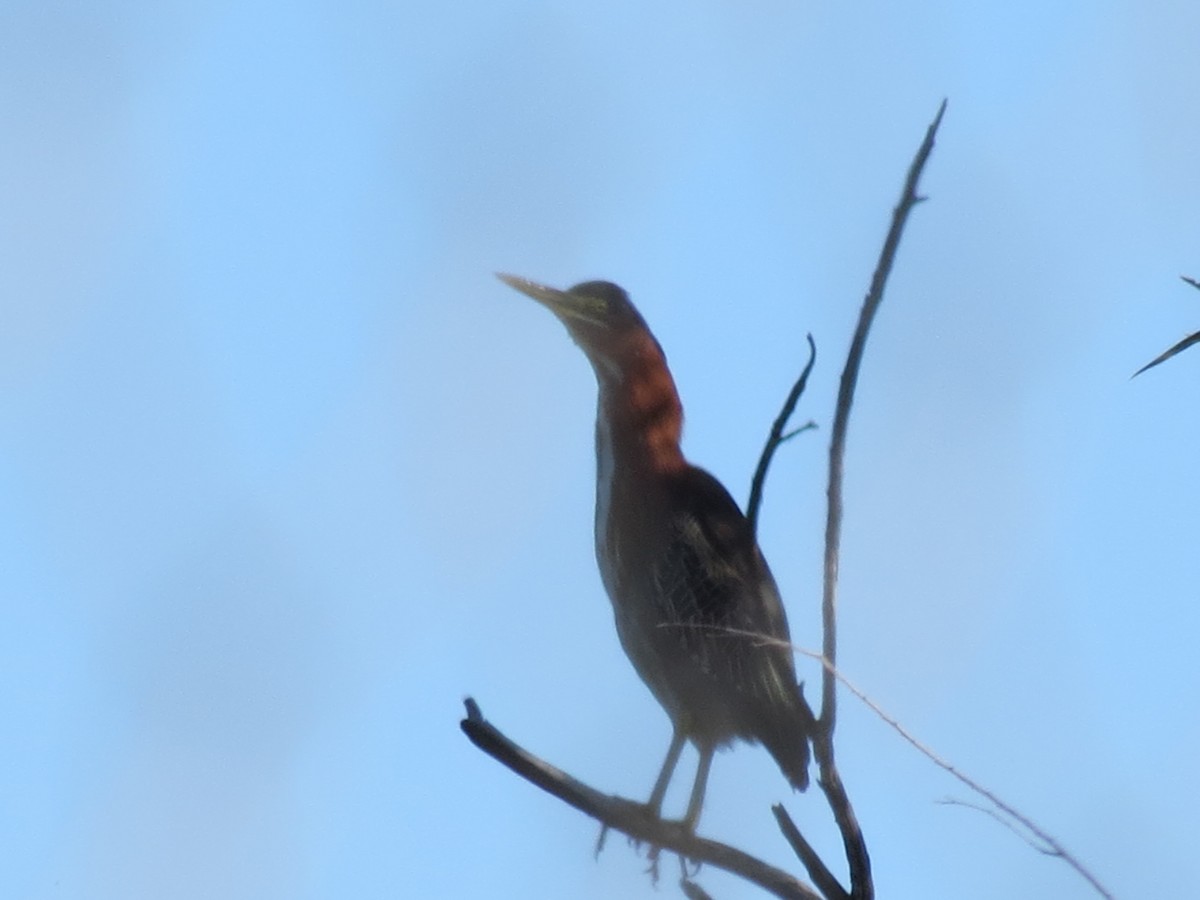 Garcilla Verde - ML646543447