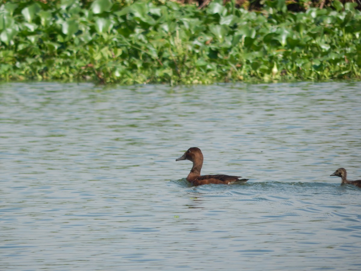 Rosenschnabelente - ML646543451