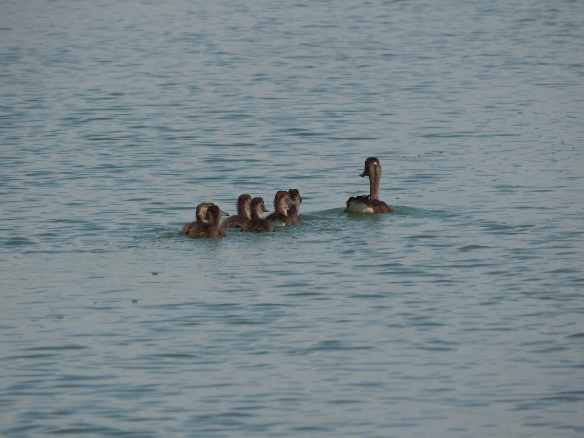 Rosenschnabelente - ML646543452