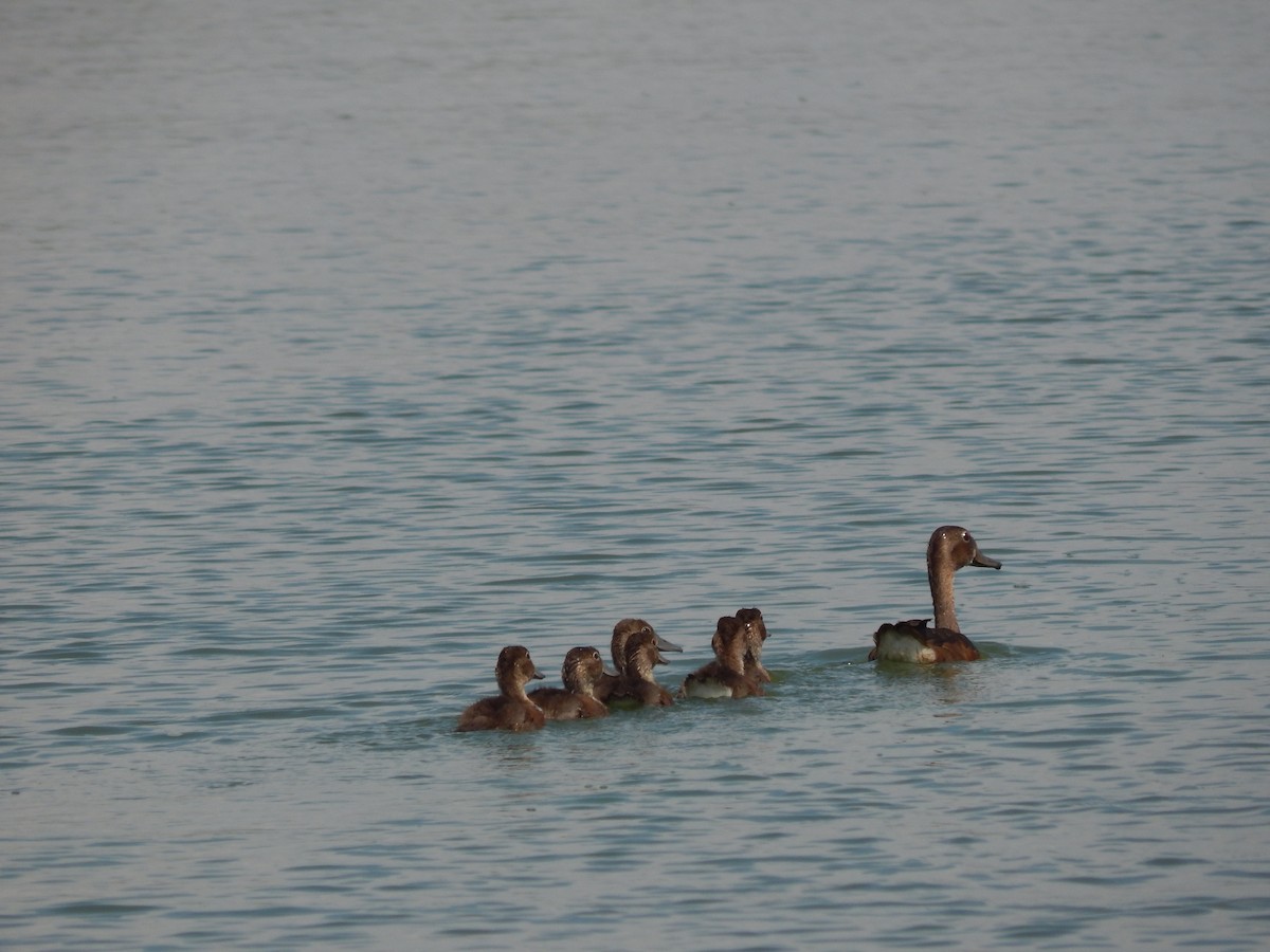 Rosenschnabelente - ML646543453