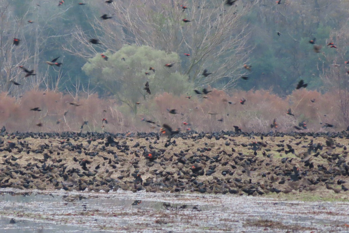 Brown-headed Cowbird - ML646543454