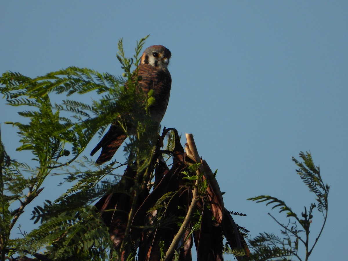 American Kestrel - ML646543455