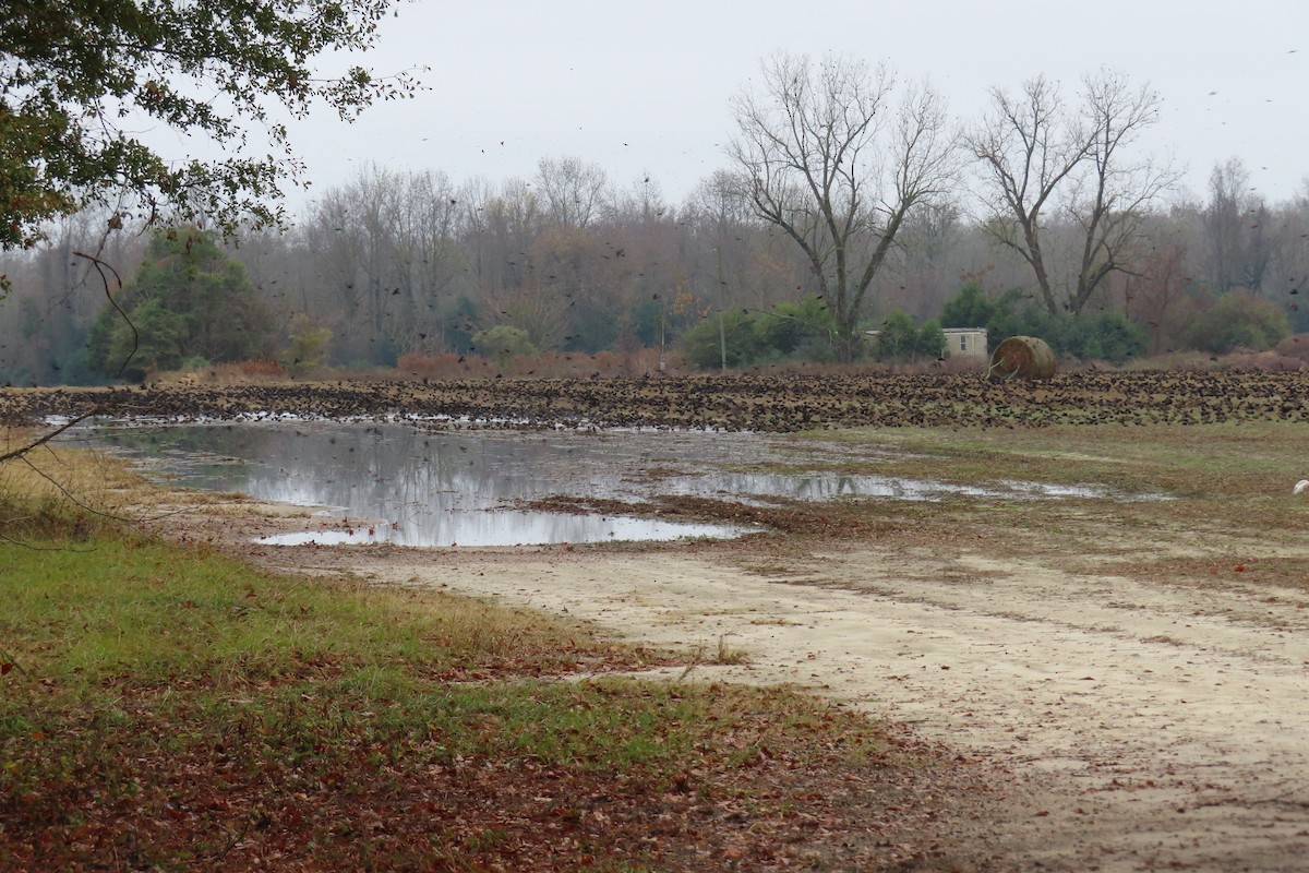 Brown-headed Cowbird - ML646543457