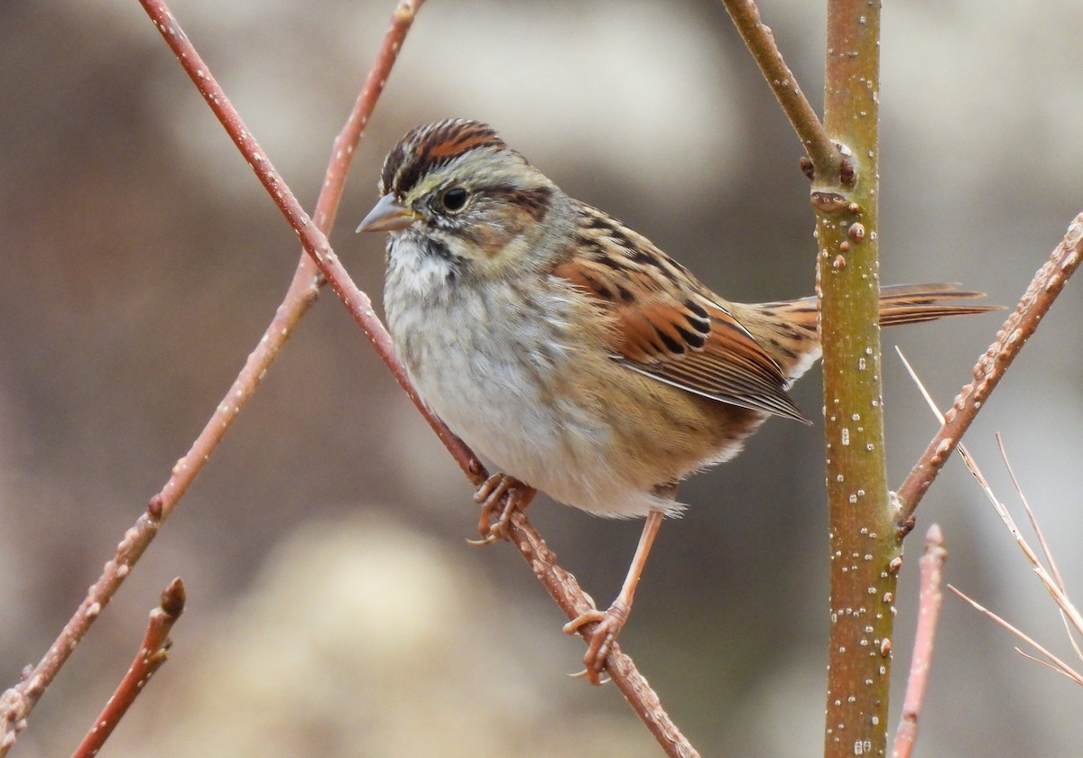 ヌマウタスズメ - ML646543461