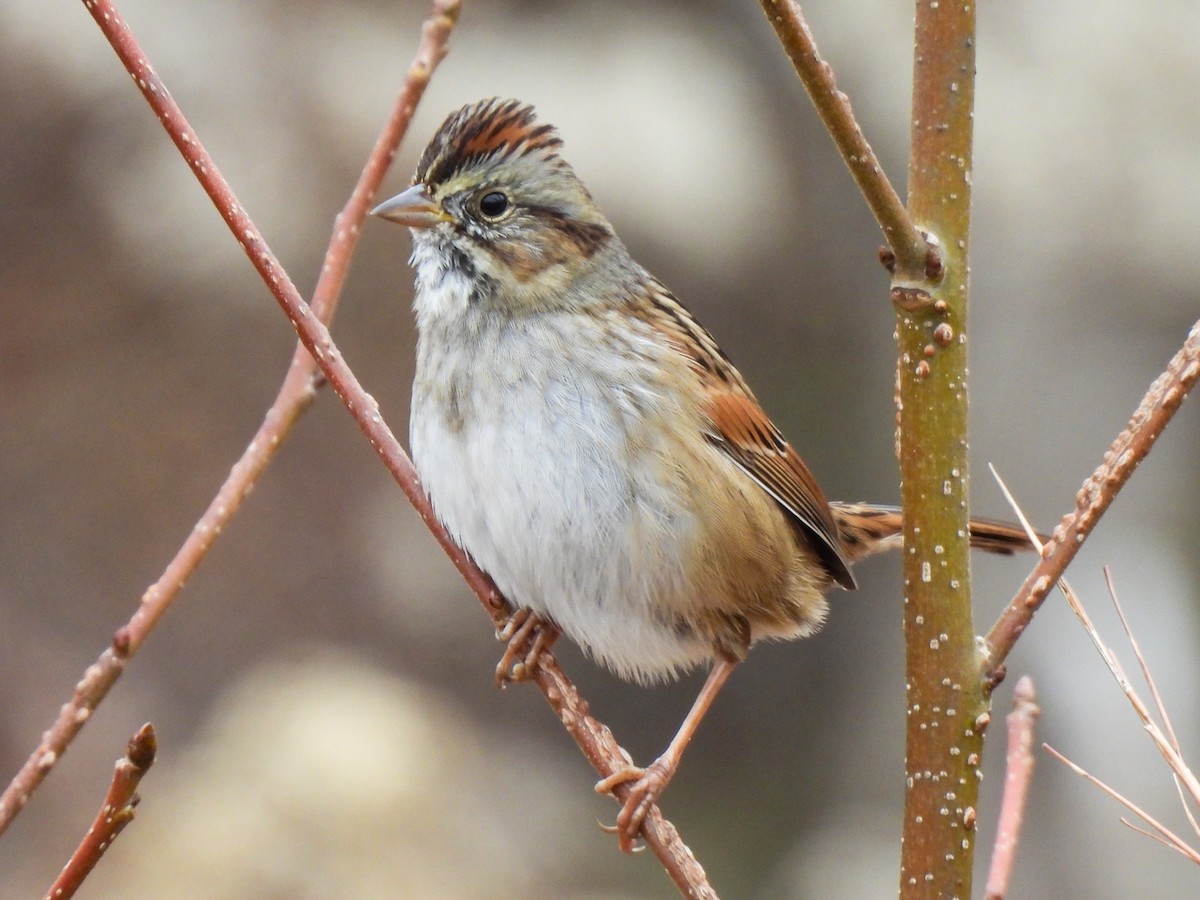 ヌマウタスズメ - ML646543462