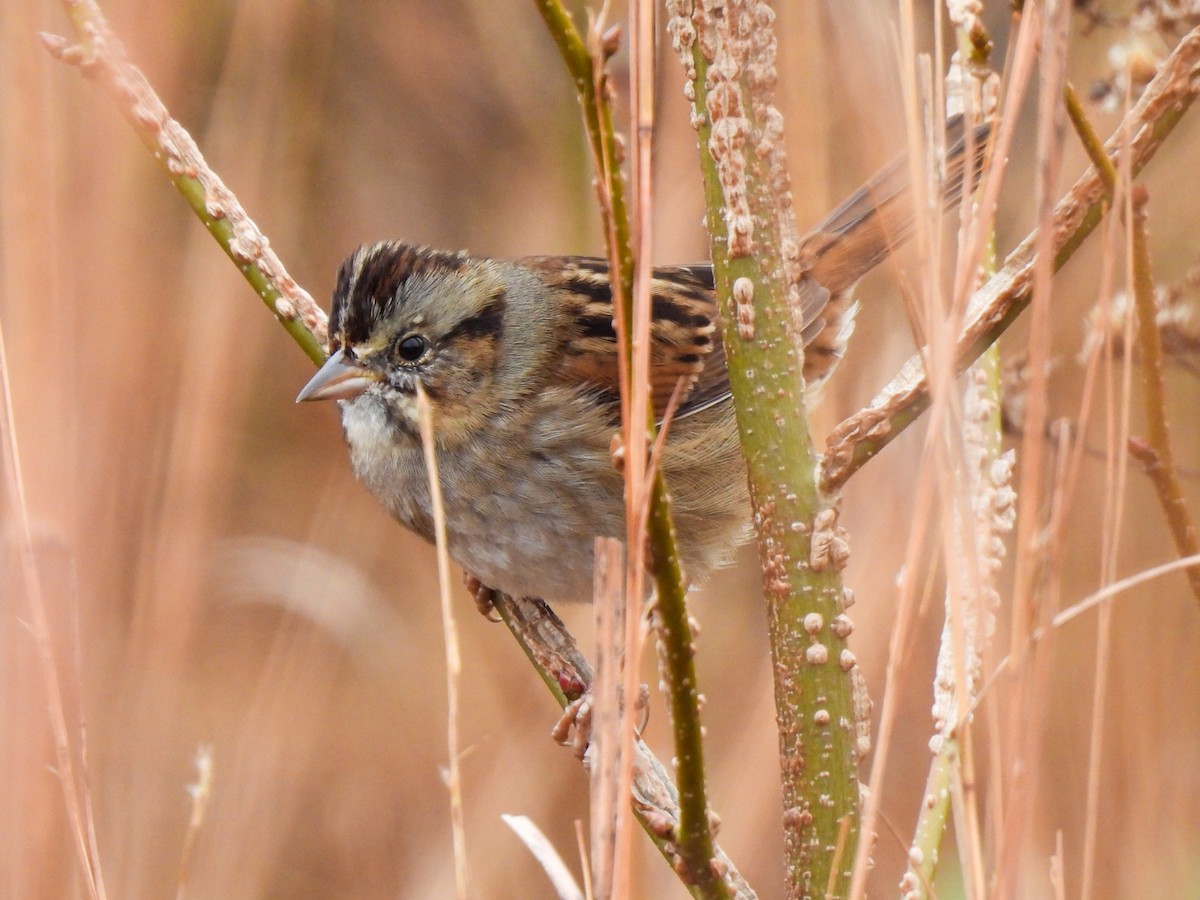 ヌマウタスズメ - ML646543463