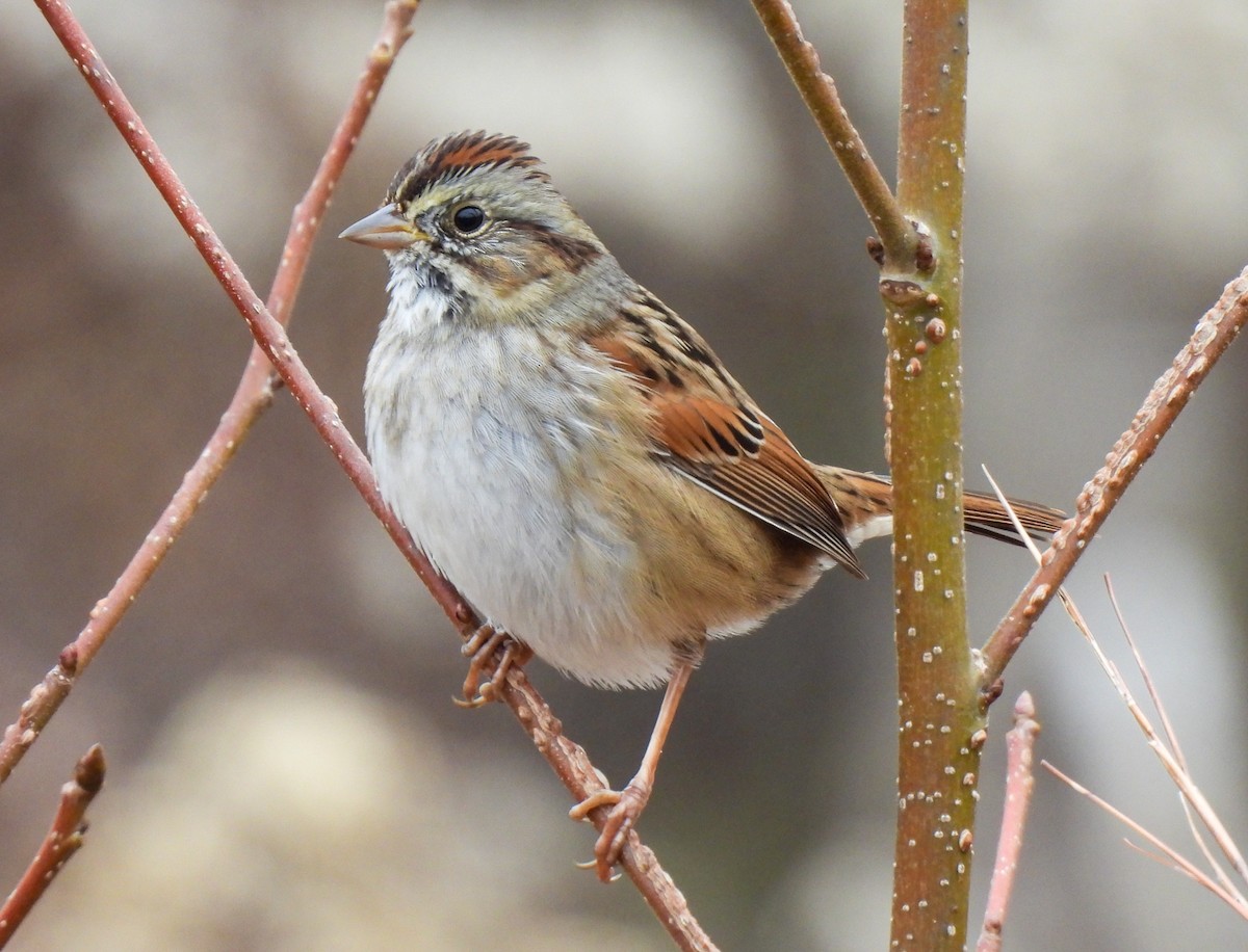 ヌマウタスズメ - ML646543464