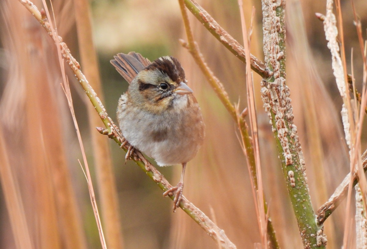 ヌマウタスズメ - ML646543465