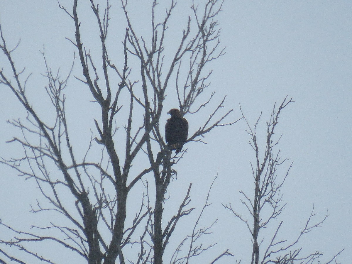 Aquila reale - ML646543467