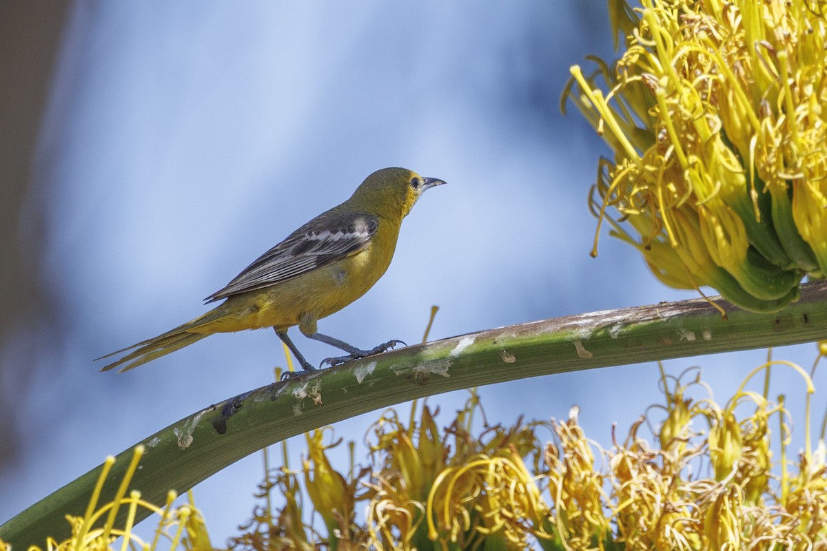 Hooded Oriole - ML646543468