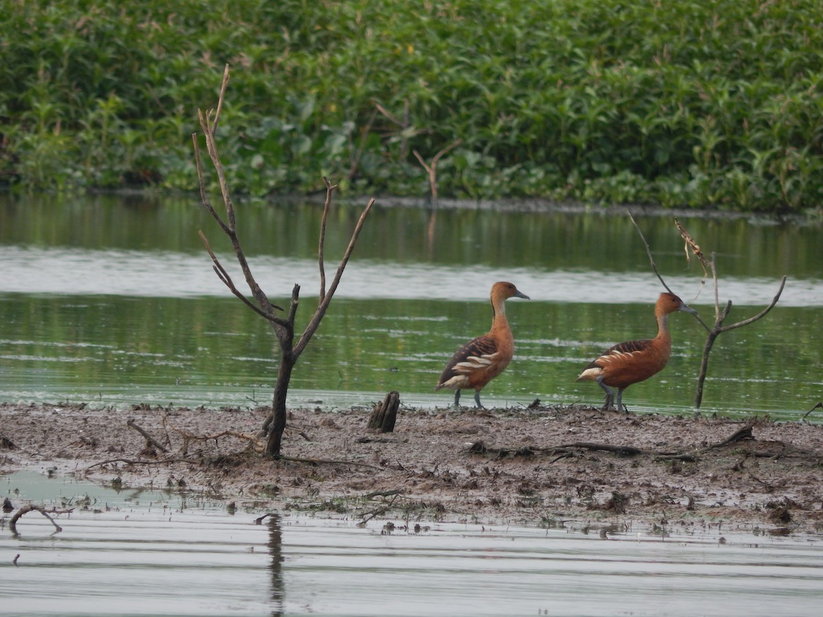 Gelbbrust-Pfeifgans - ML646543470