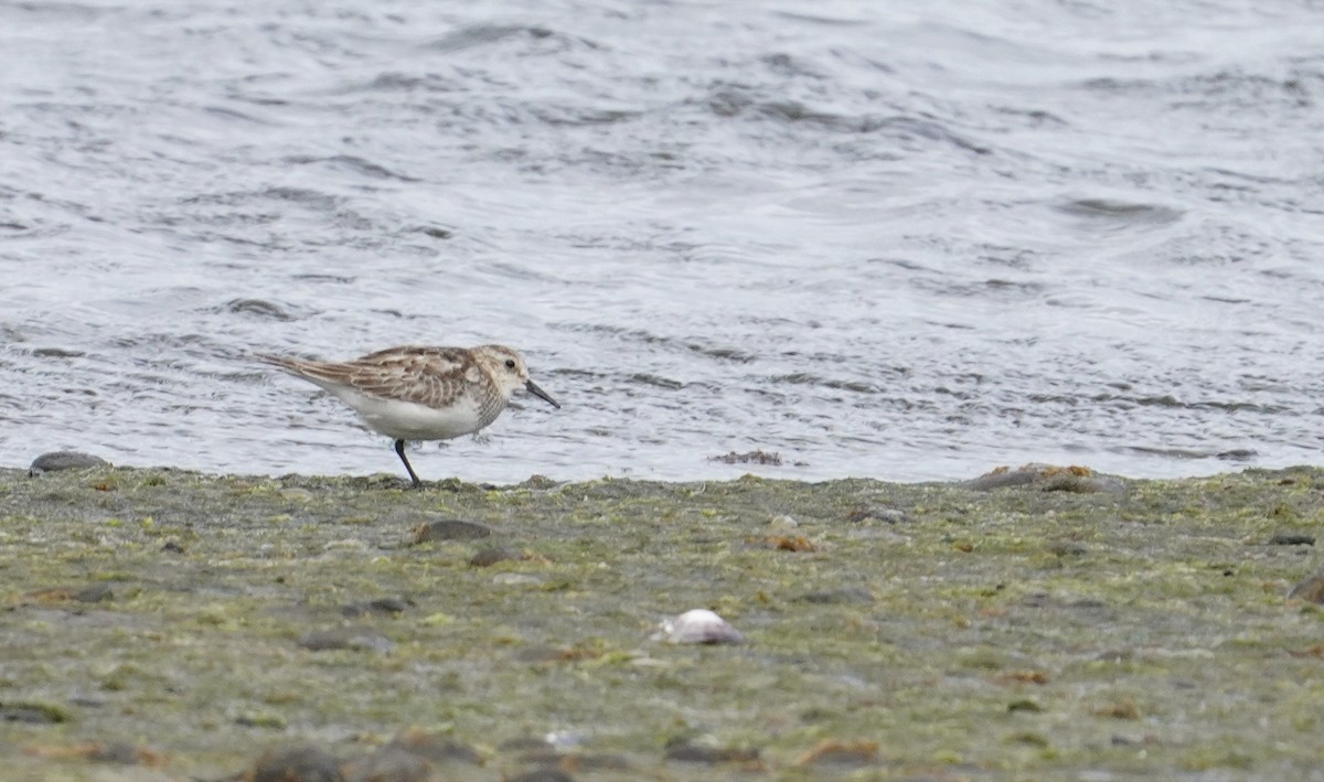 Baird's Sandpiper - ML646543471