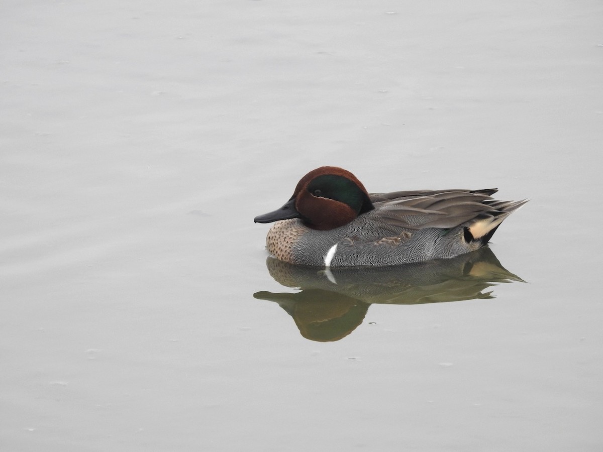 Ногоохон нугас - ML646543472