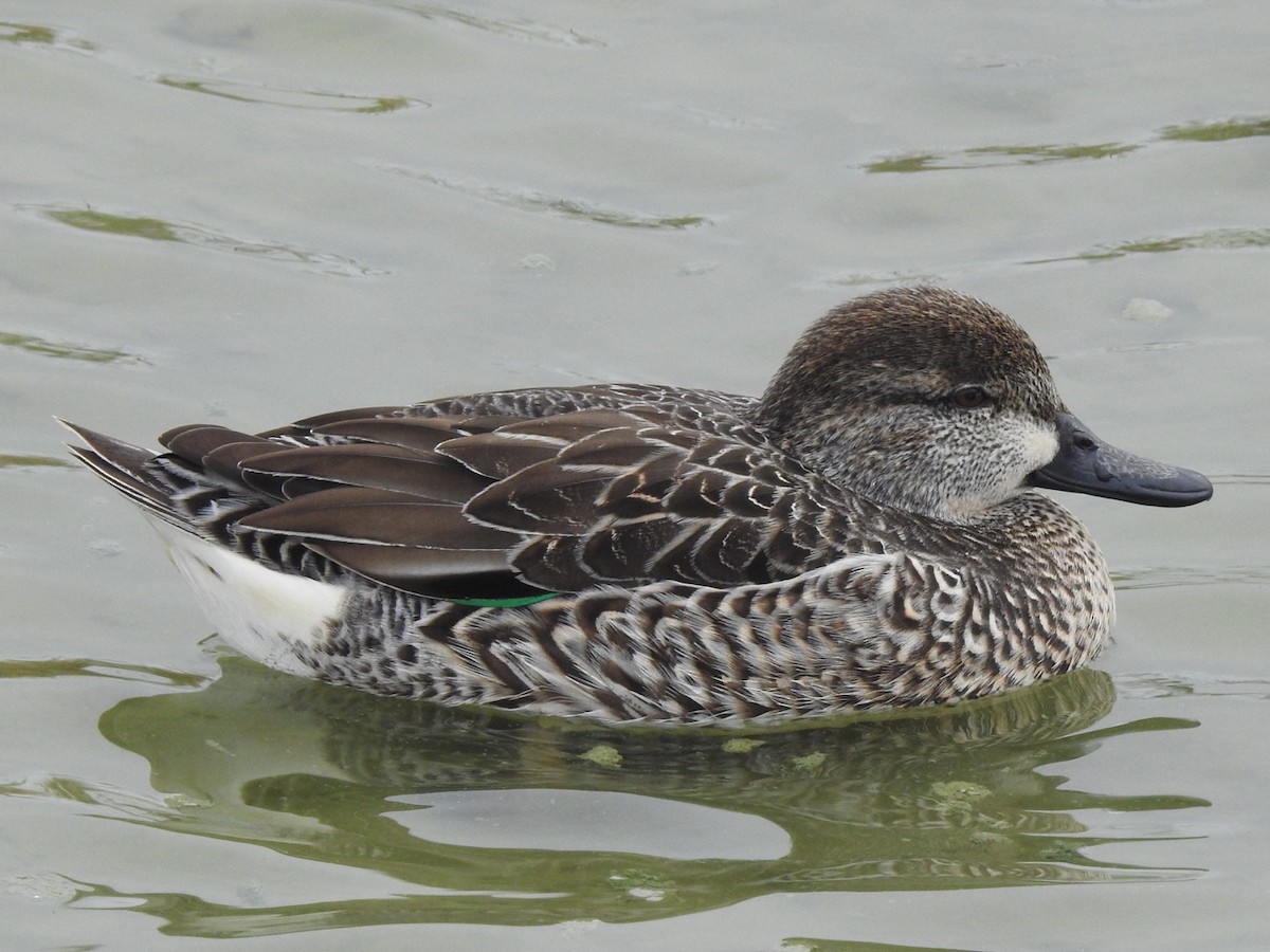 Ногоохон нугас - ML646543473