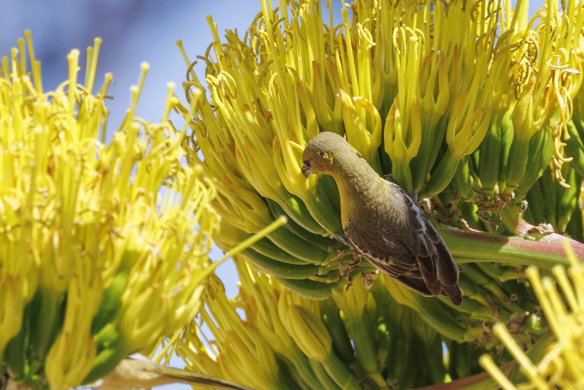 Hooded Oriole - ML646543474