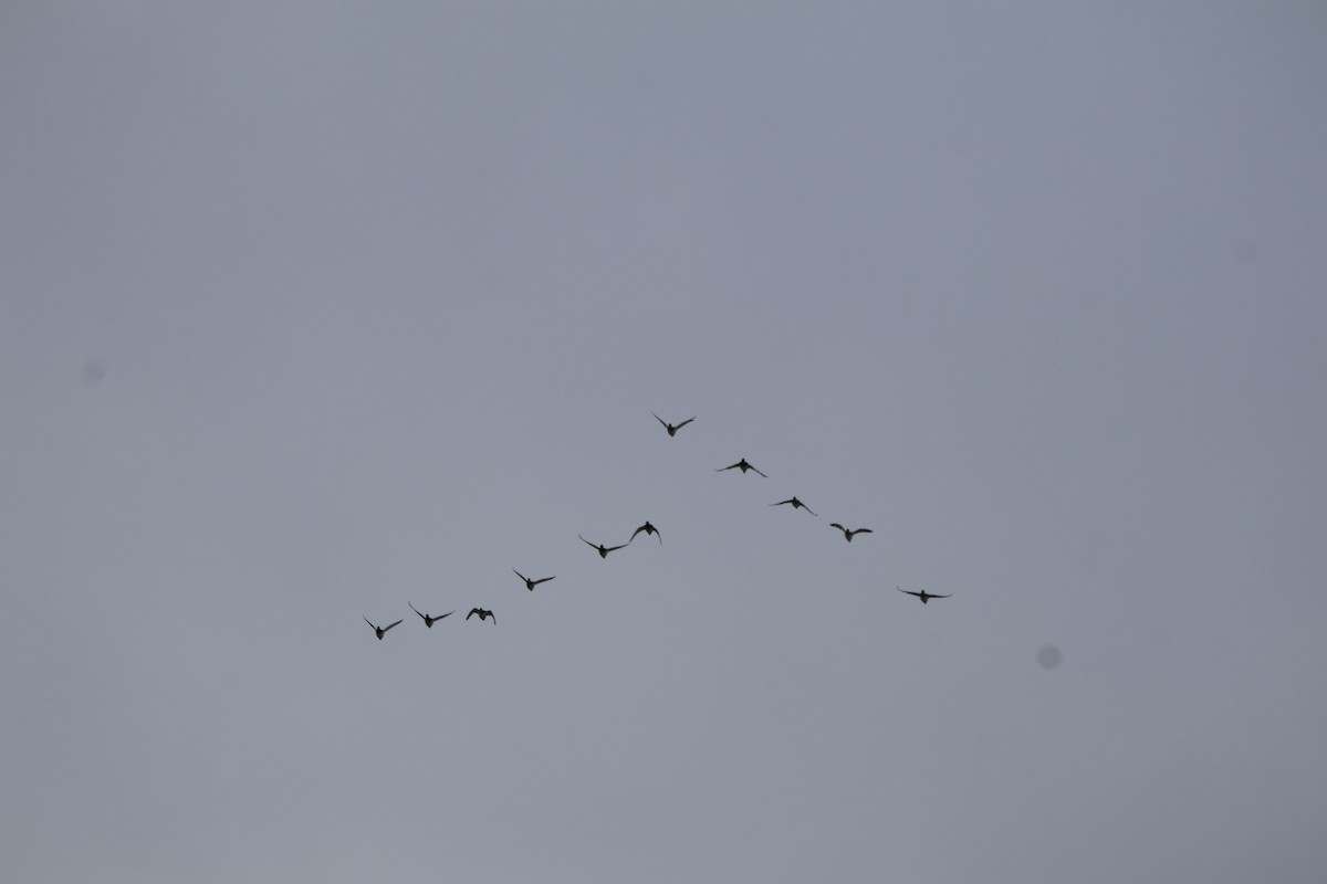 Canvasback - ML646543475